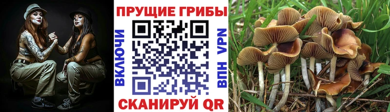 Галлюциногенные грибы мицелий  Прохладный 